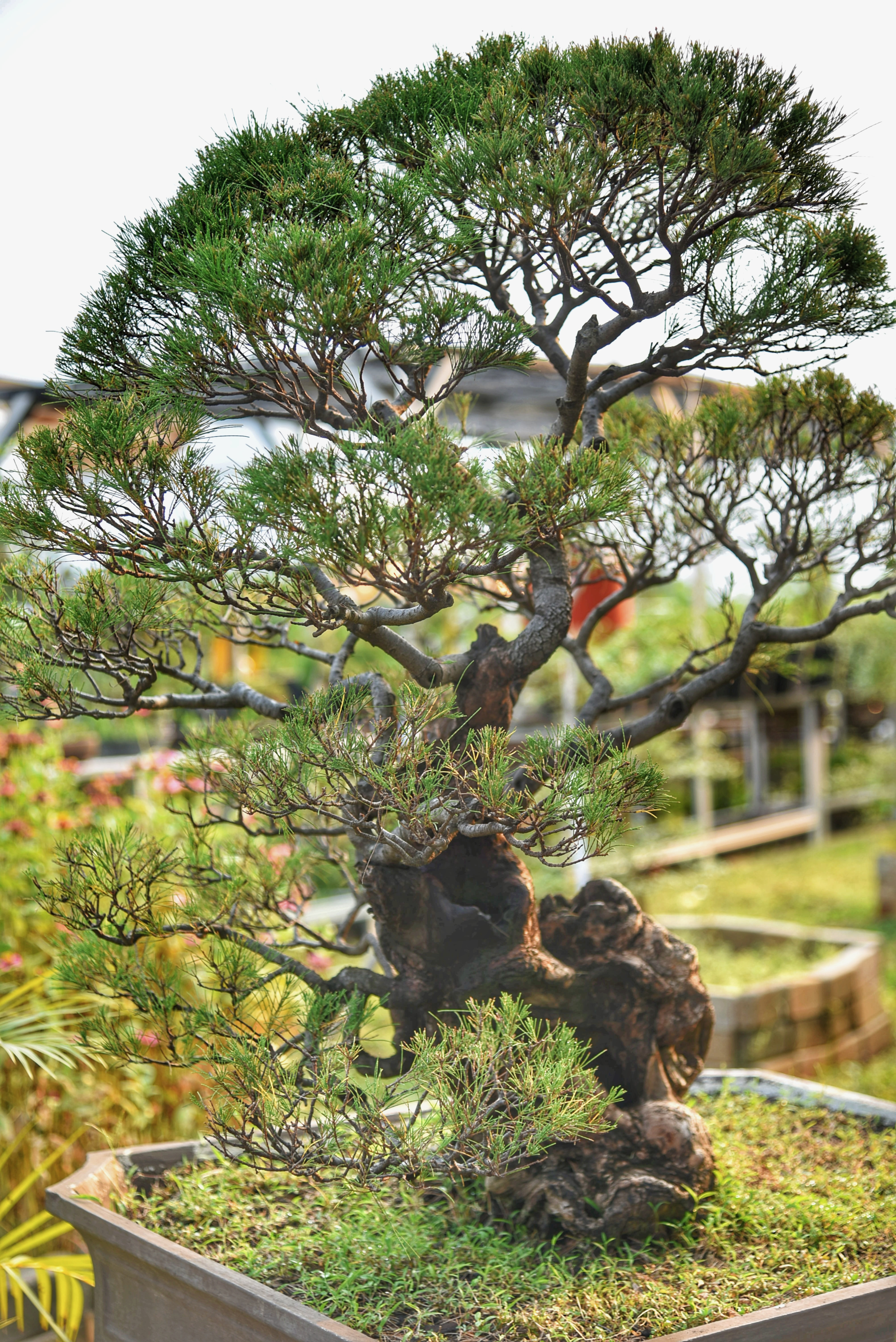Bonsai Tanaman Yang Dikerdilkan Antara Hobby Dan Keindahan Planter And Forester Bonsai Tanaman Yang Dikerdilkan Antara Hobby Dan Keindahan Planter And Forester