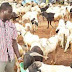 Lagos State government bans the sale of sallah rams on highways