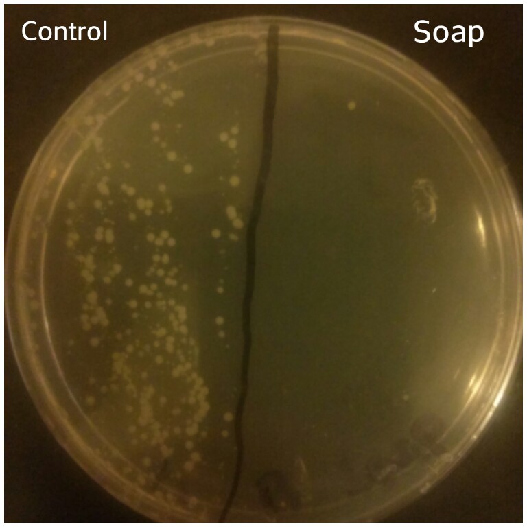 What Natural Cleaners Kill Germs Best? A Homeschool Science Experiment