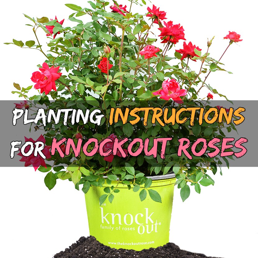 How to Plant Knockout Roses Grow Your Own Garden