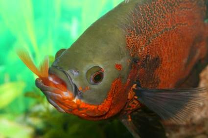 Ikan Oscar Astronotus Ocellatus Biota Dunia Perairan
