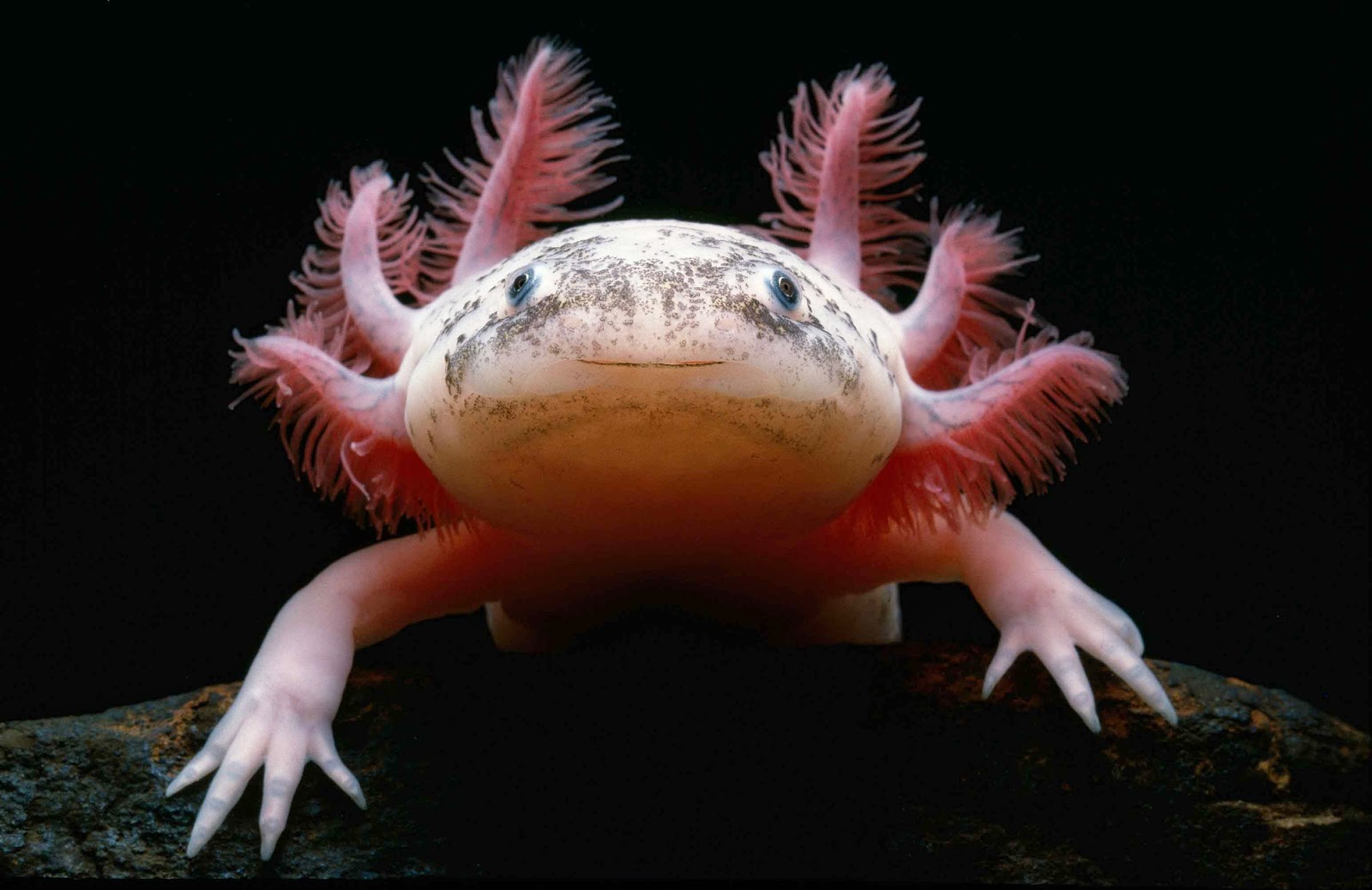 dgeneralist silent wednesday 52 terrifying deep sea star for a christmas tree