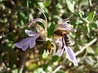 Teucrium fruticans