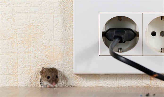 evde fare oldugu nasil anlasilir