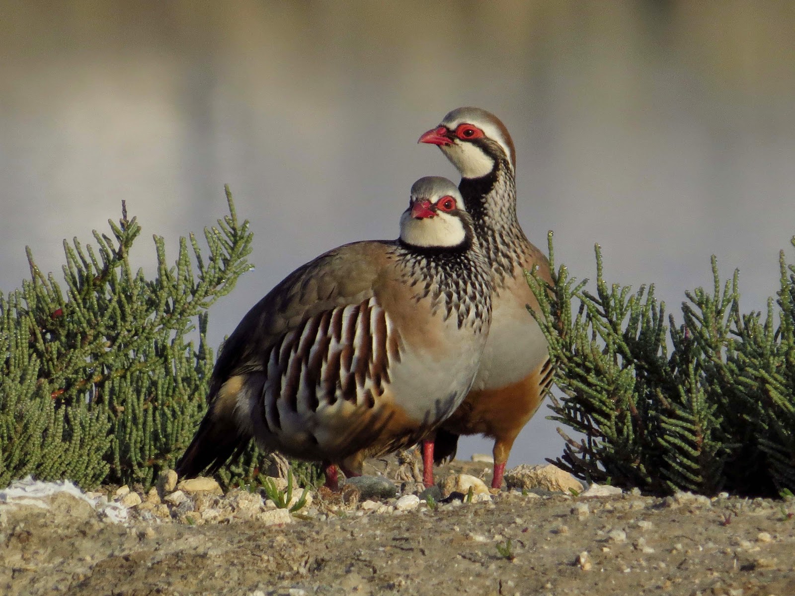 Mareando la perdiz: Perdices