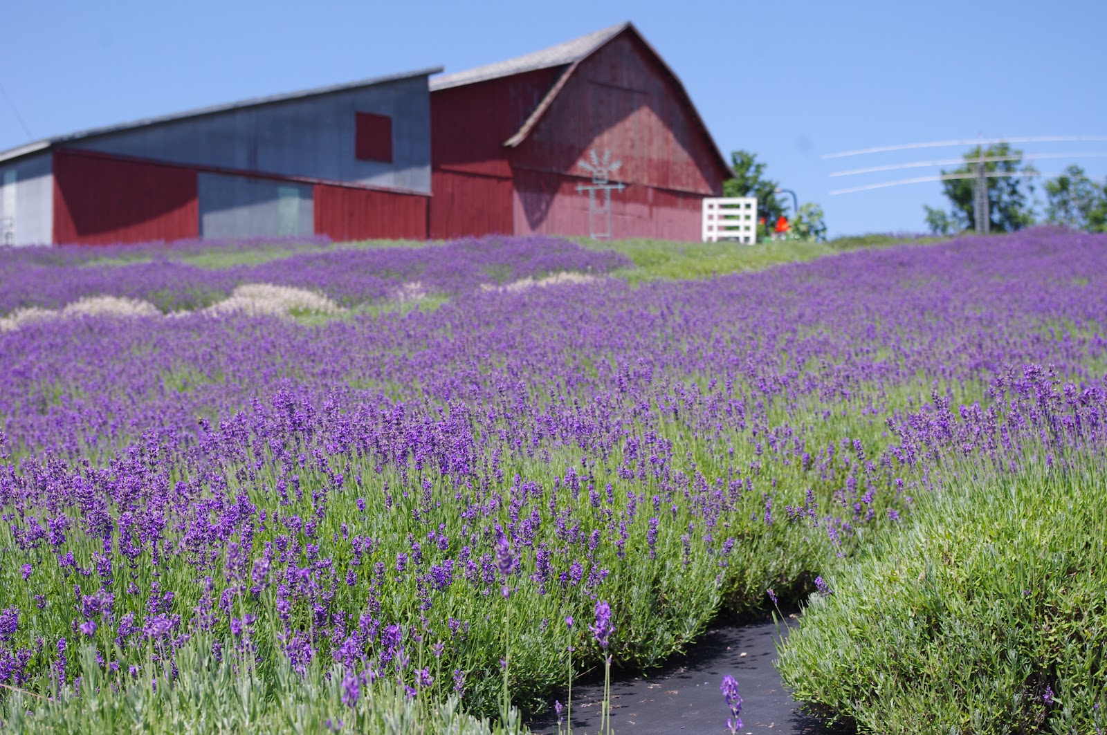 The Cupcake Suite Lavender Harvest
