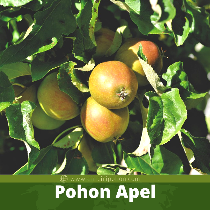 Pohon Apel