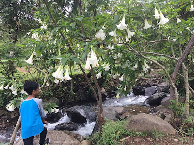 Perkebunan Teh Gunung Mas Puncak agrowisata