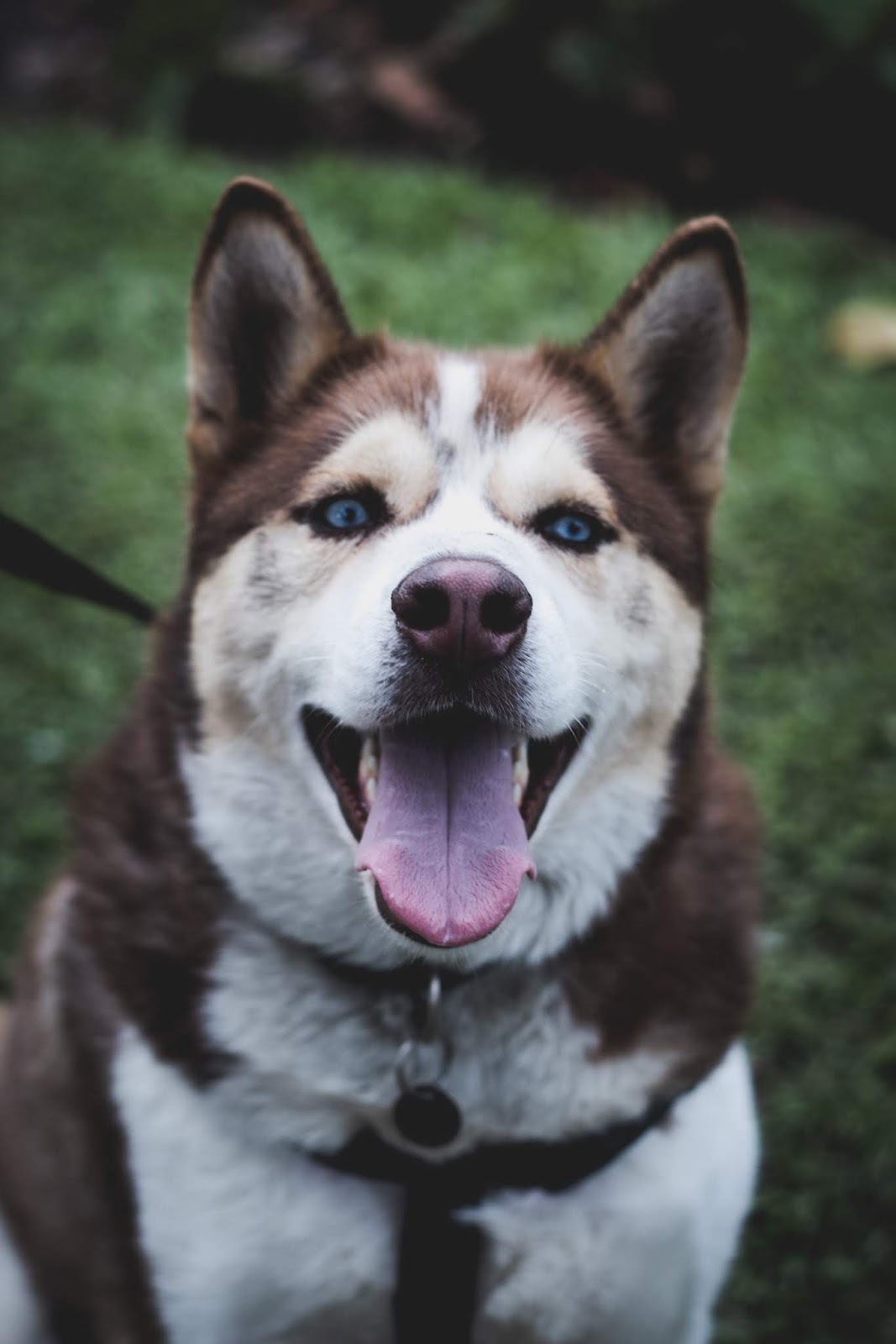 Çok Güzel Asil Köpek Resimleri Gezilmeye Değer Yerler Seyahat Tur Rehberi