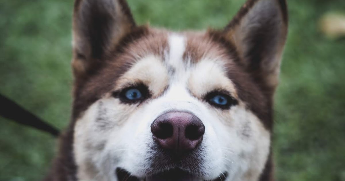 Çok Güzel Asil Köpek Resimleri Gezilmeye Değer Yerler Seyahat Tur Rehberi