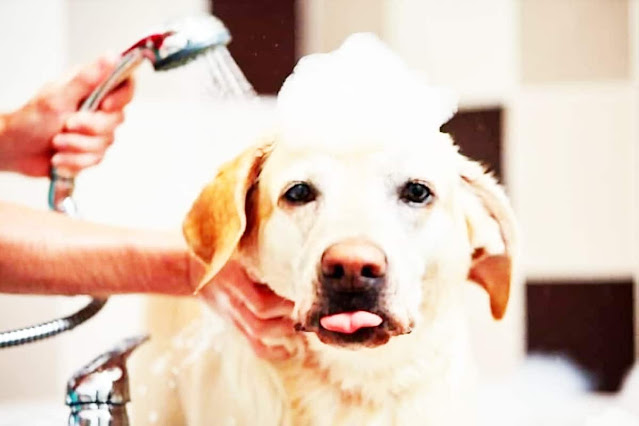 Labradors ein Bad und Pflege