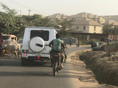 Cows block G-Wagon, other cars and road users on Apo road, Abuja [photos] 10