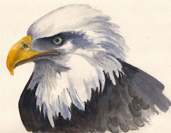 eagle bald painting american bird coloring pattern workshop along study miami river mom