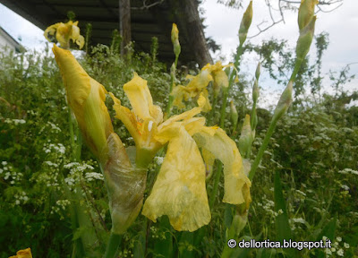 Fattorie Aperte maggio 2019 percorsi flora e fauna dell'appennino dittamo orchidee caprioli birdwatching ed altro ancora