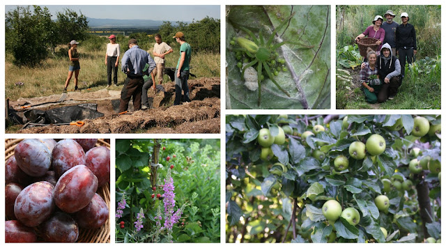 Powell River Books Blog Coastal Bc Plants Himalayan Blackberry