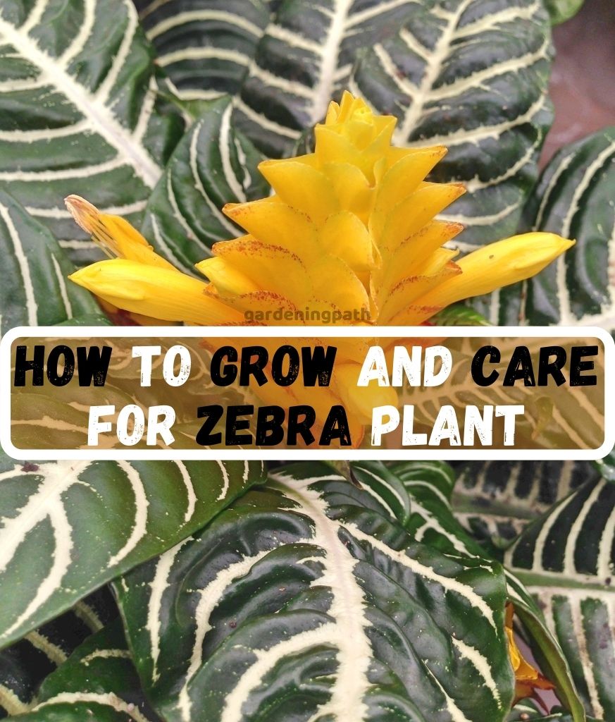 How To Grow and Care For Zebra Plant Indoor Plant Guide