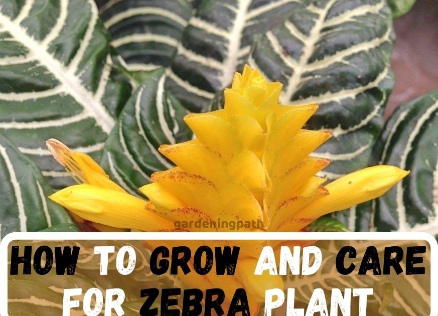 How To Grow and Care For Zebra Plant Indoor Plant Guide