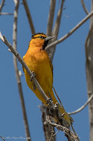 Bullocks Oriole