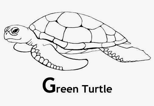 turtle free printable coloring pages coloring.filminspector.com