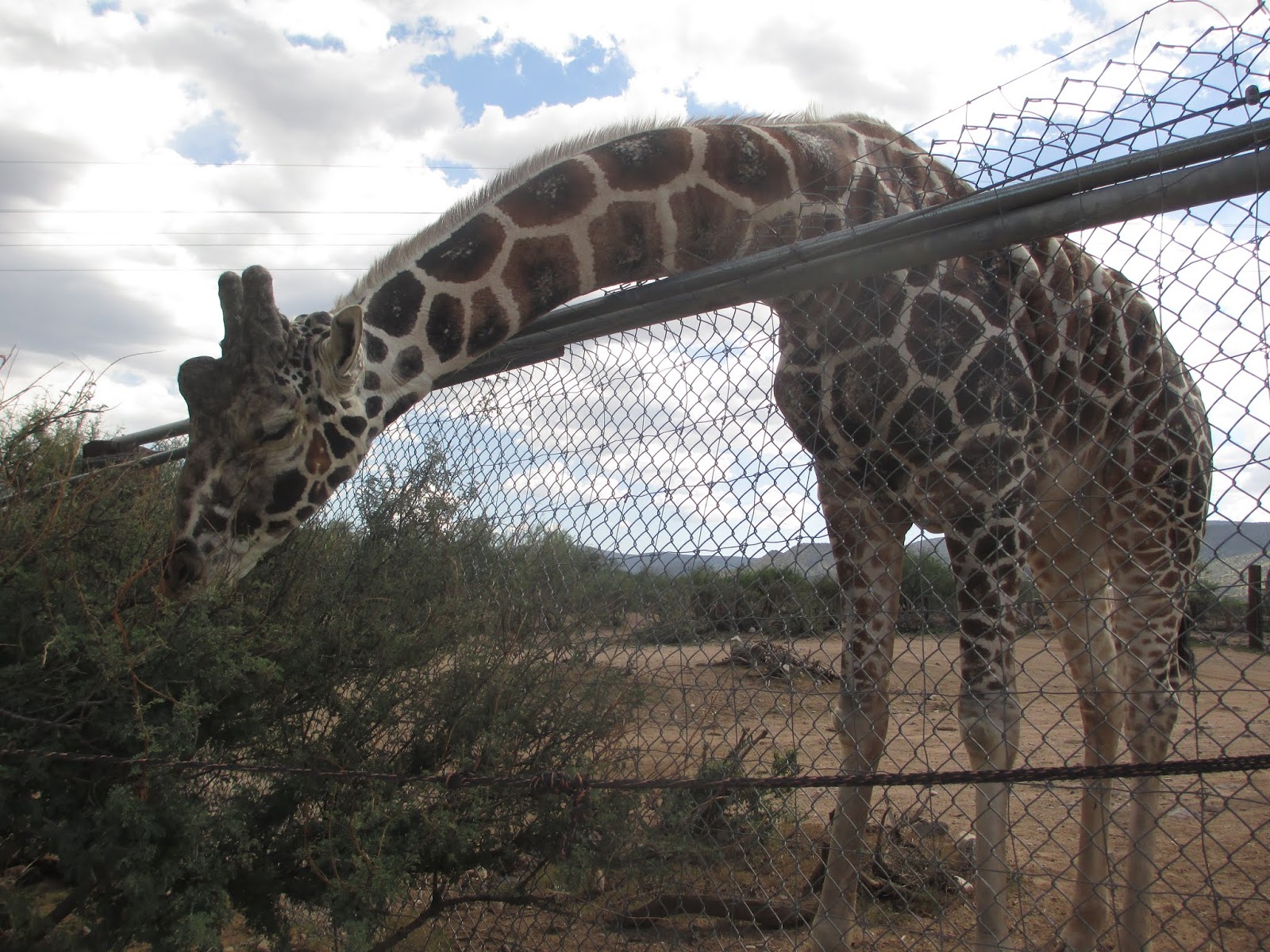 Delirious Documentations Hanging with Giraffes