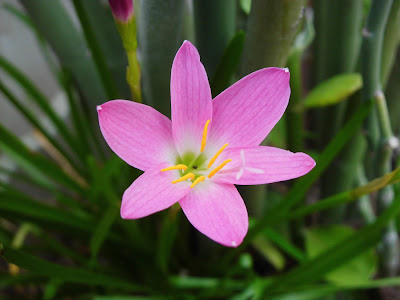 Zepyranthes rosea