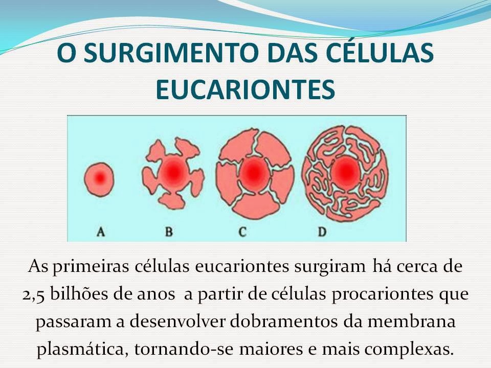 Onde Se Encontra O Material Genetico Das Celulas Eucariontes