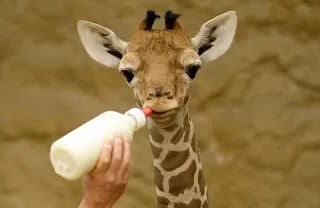Alimentacion de una girafa