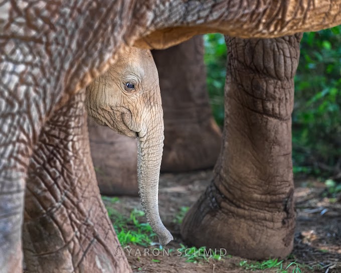 A very young baby elephant playing peek-a-boo behind his mom in Samburu, Kenya