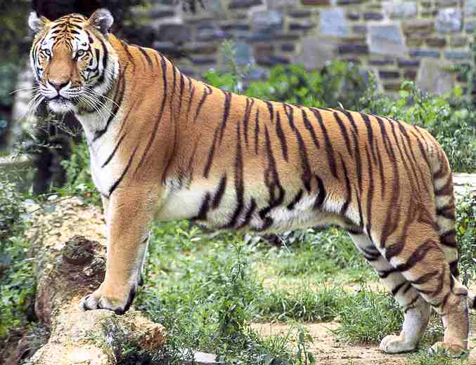 Animals Plants Rainforest: Tiger Bengal / India (Panthera tigris tigris)