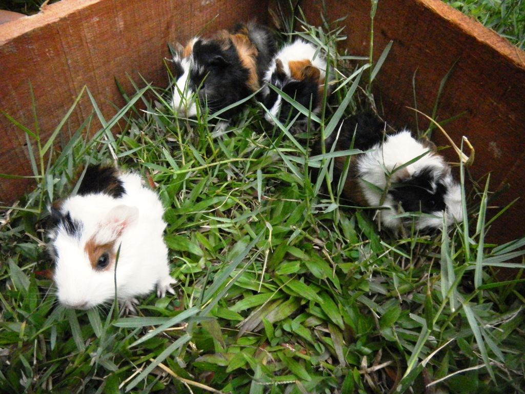TobyFarm Pet Farm Tips and Care Guinea Pigs For Sale