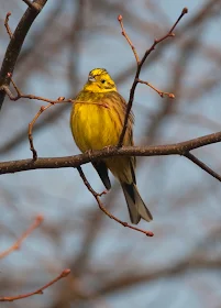 BEAUTIFUL BRIGHT YELLOW BIRD ??? I/D PLEASE - Big Garden Birdwatch - Big  Garden Birdwatch - The RSPB Community