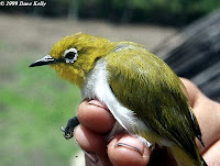 foto burung Pleci Sulawesi Zosterops Consobrinorum