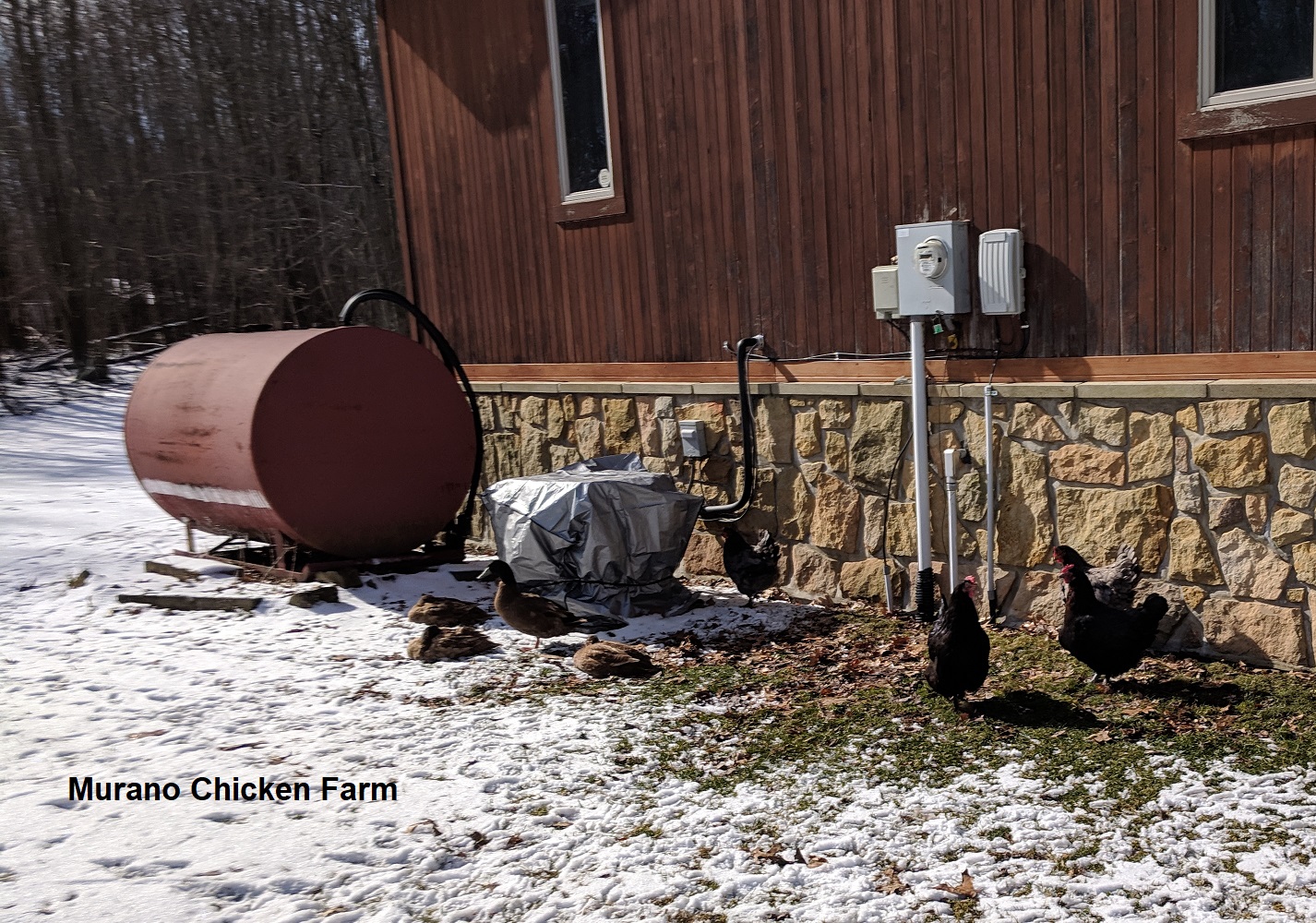 Can ducks and chickens live together? Murano Chicken Farm