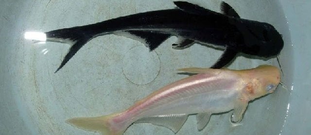 Cara Pemijahan Ikan Patin Secara Intensif Beserta Gambarnya