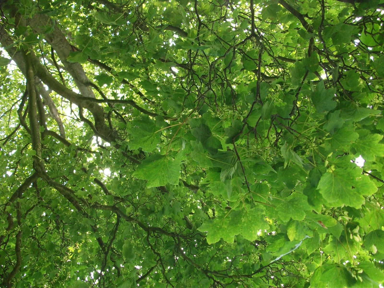 Lying on a rug under a tree