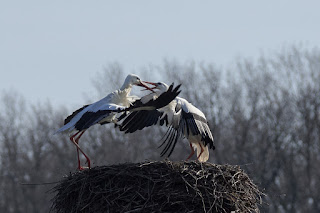 Wildlifefotografie Lippeaue Weißstorch