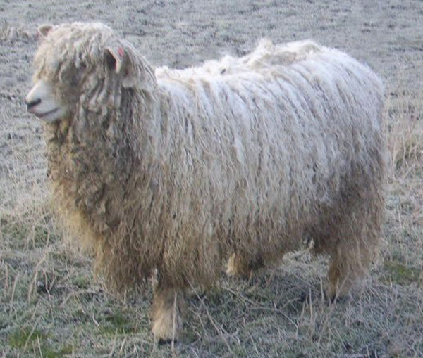 Lincoln Sheep: Characteristics, Uses & Best 10 Facts