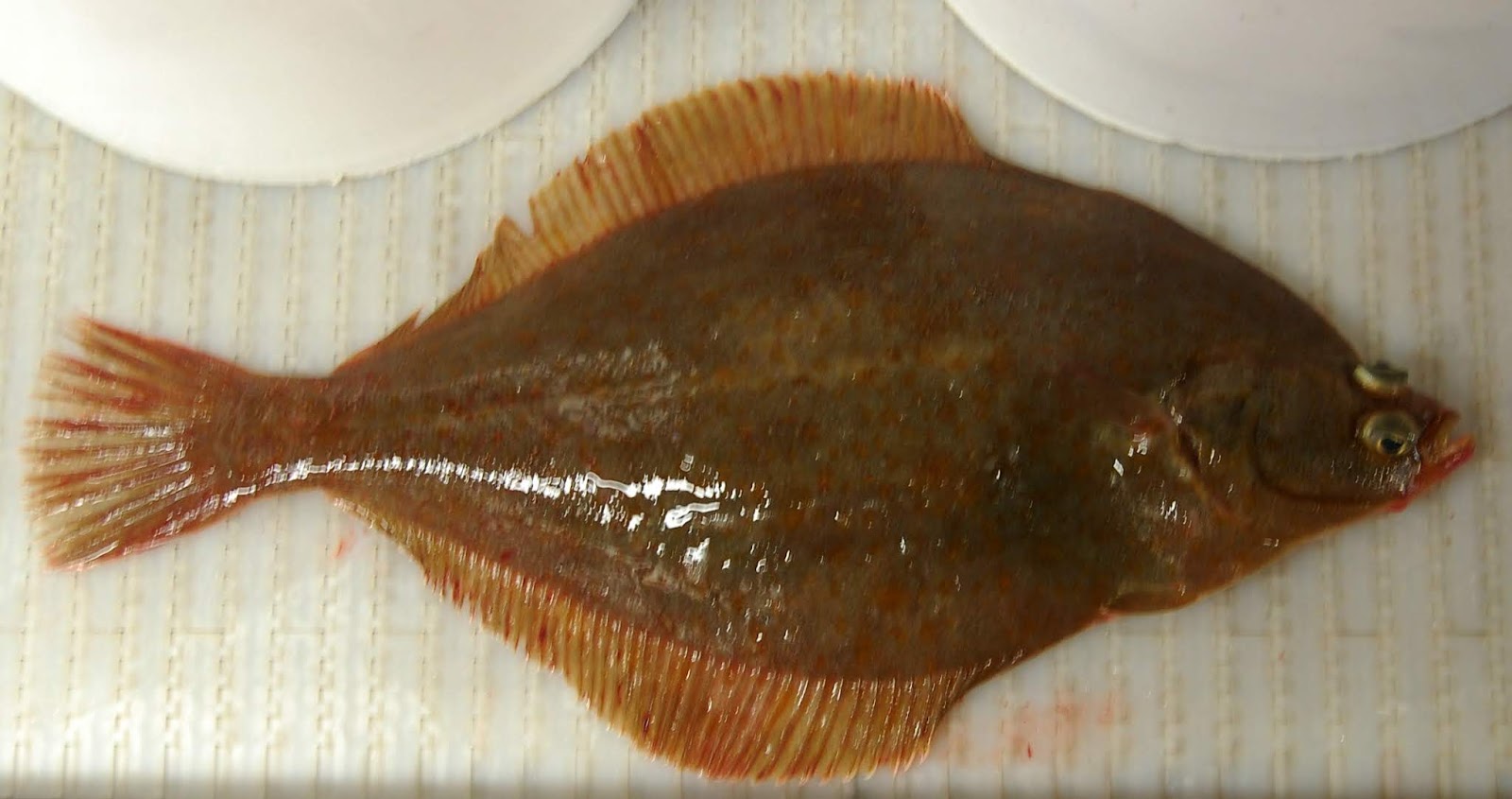 Oppdag Fisk! Gulhalet Spette/Yellowtail Flounder/Pleuronectes