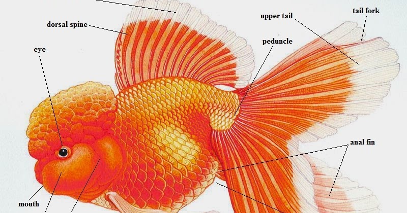 Tips Memilih Dan Membeli Ikan Mas Koki Yang Sehat | Akuarium Mas Koki