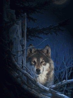lup ,wolf ,волк