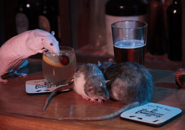 Бар с крысами в Сан-Франциско: Выпей со своим хвостатым другом