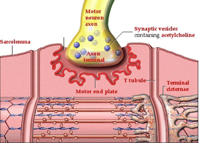 More About Muscle Physiology Ppt Download