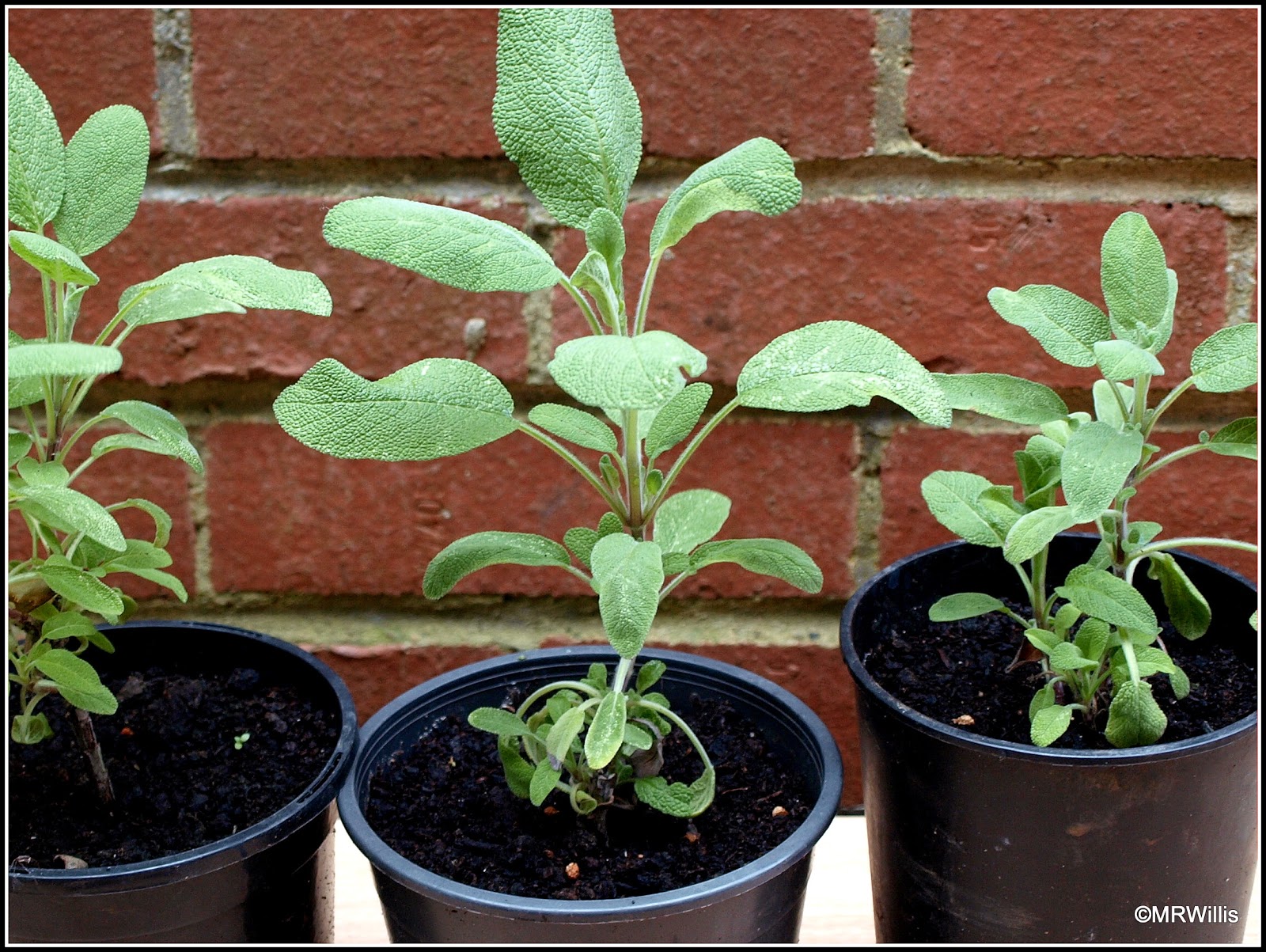 Mark's Veg Plot Potting up Sage cuttings