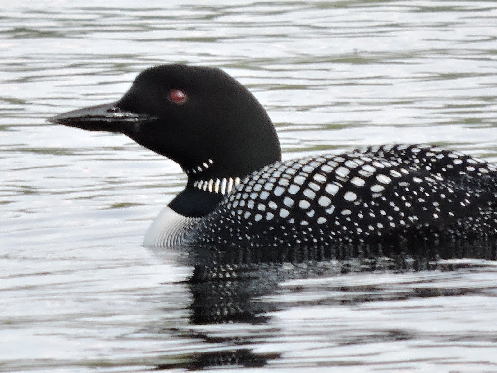 Loving Loons, because I'm Loony