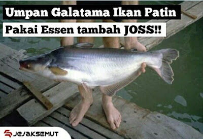 umpan ikan patin galatama