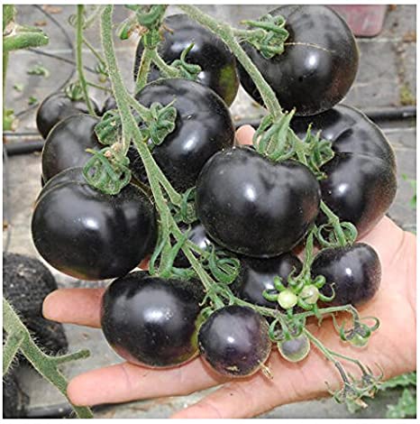 काले टमाटर कि खेती से होगा मुनाफा (Black Tomato farming)