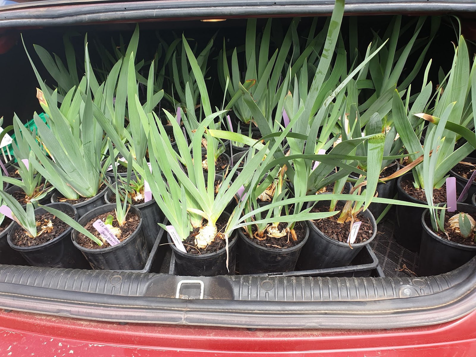 World of Irises Importing Iris into Australia