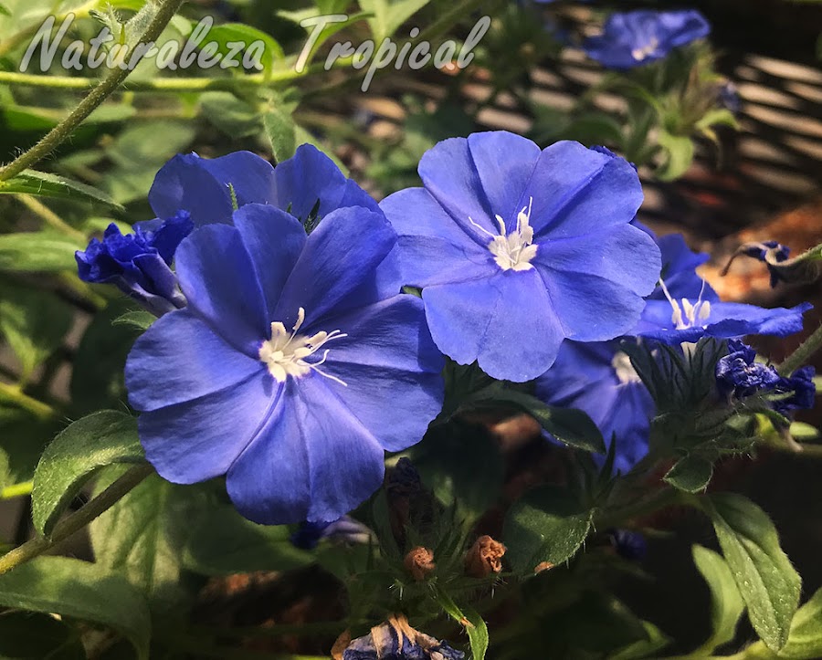 Vista de las flores de una especie del género Evolvulus. Campanita Azul o Dade
