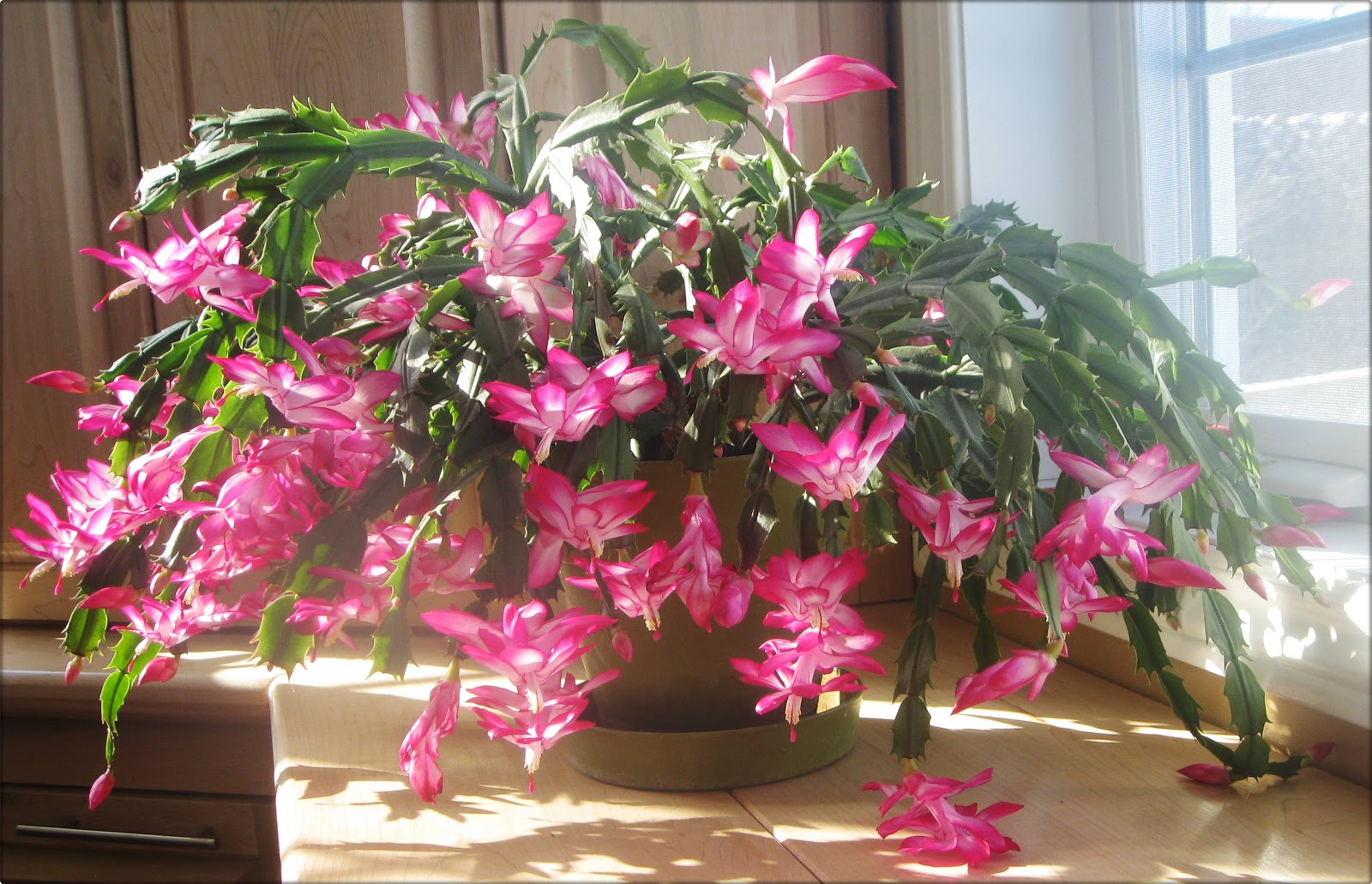 How to grow a bigger Christmas cactus