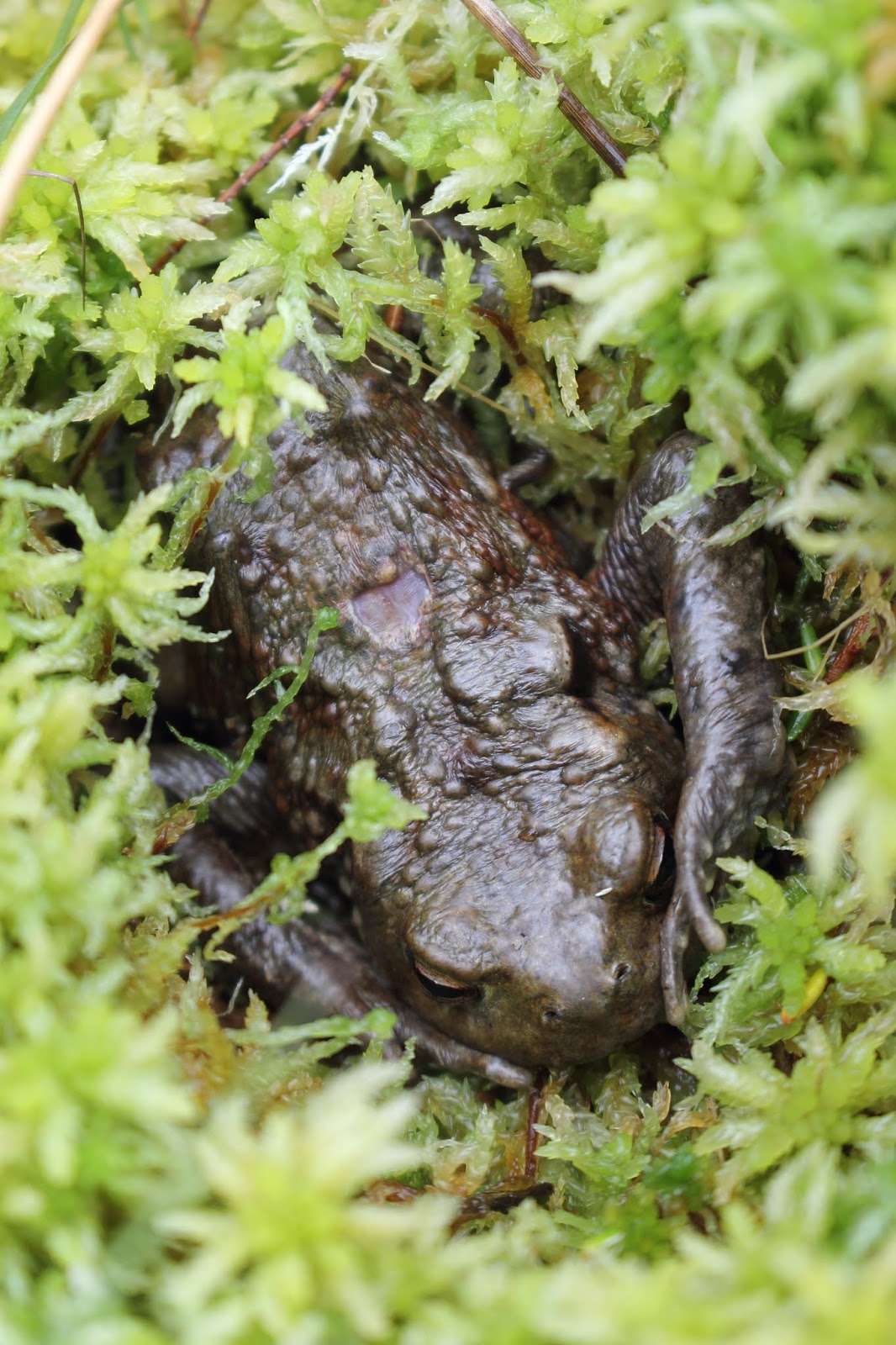 Valley Naturalist: Toad in the hole